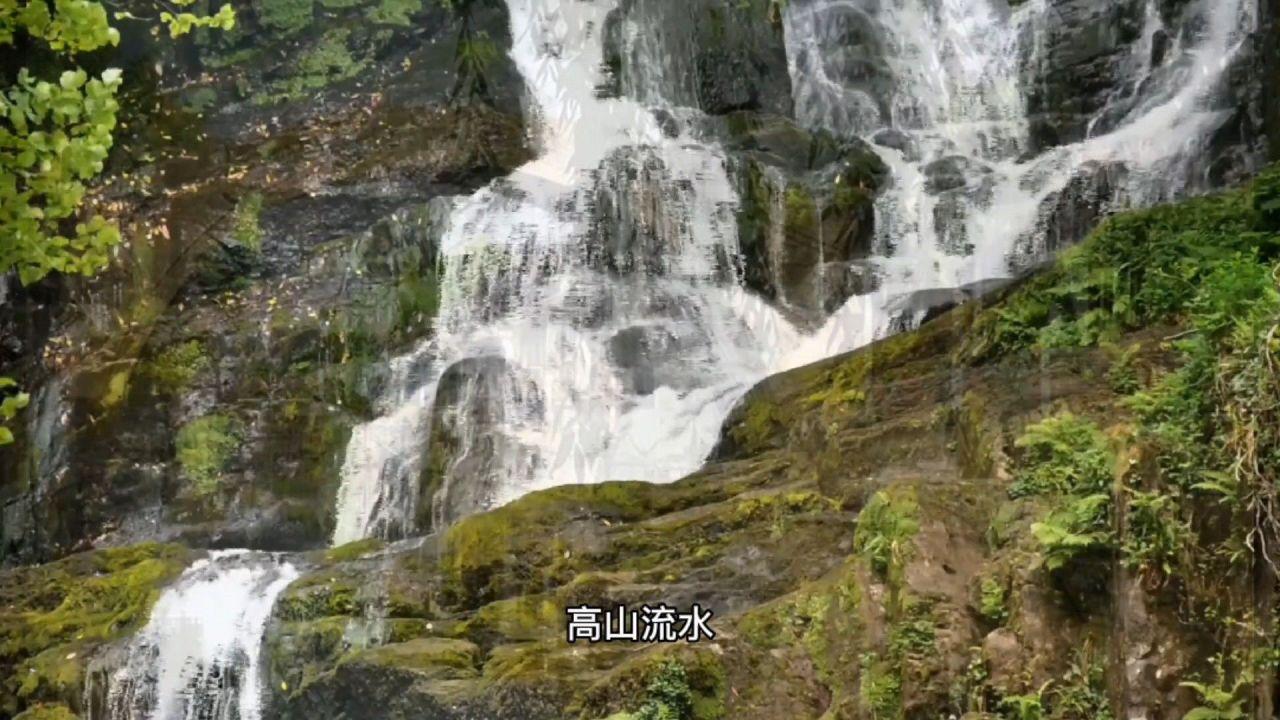 大猩猩库巴